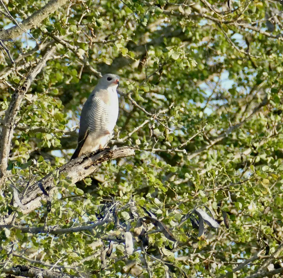 File:Lizard Buzzard (Kaupifalco monogrammicus) (52499190288).jpg