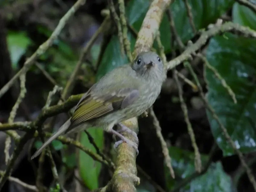File:Mionectes olivaceus Olive-streaked Flycatcher; Antón, Coclé, Panamá.jpg