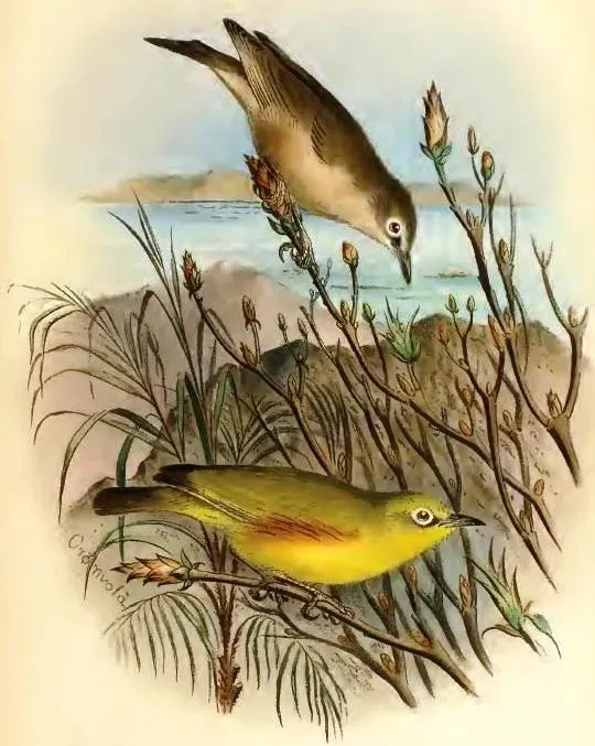 File:Zosterops mayottensis semiflava.jpg