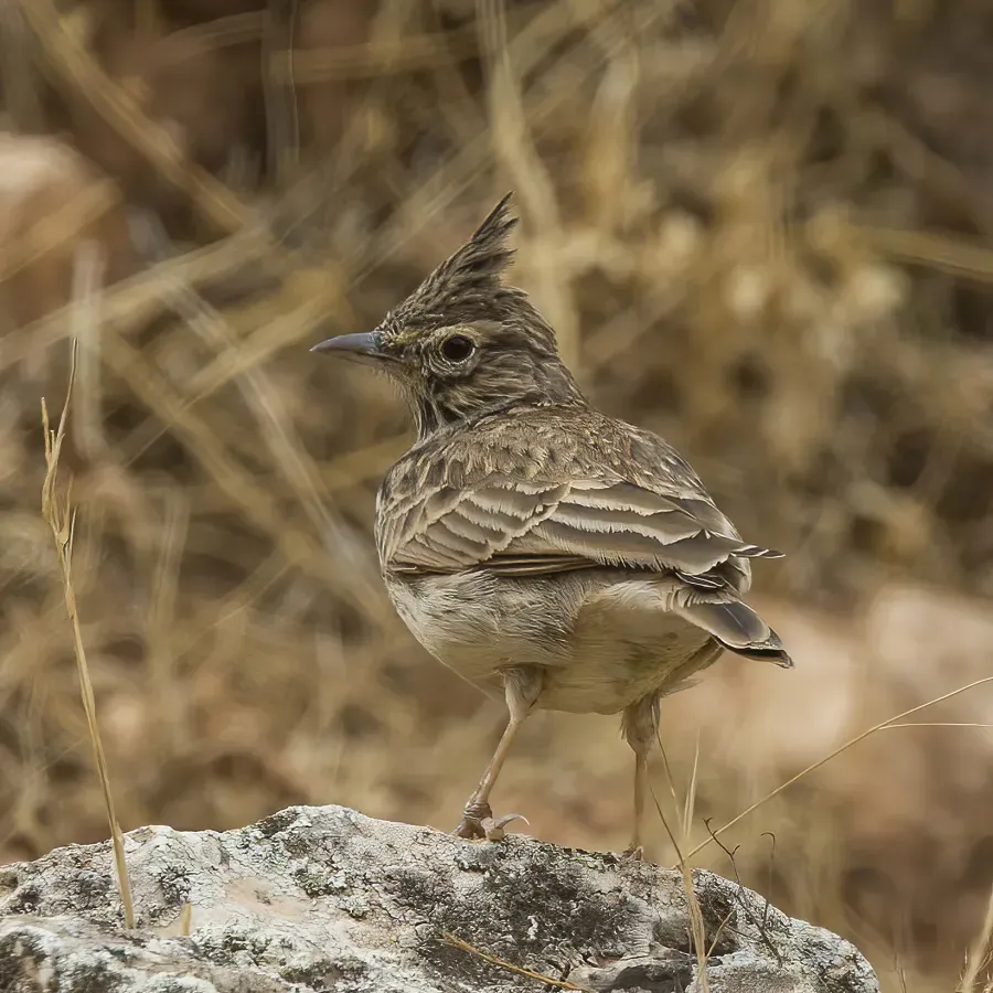 File:Thekla's lark (Galerida theklae theklae) Loja.jpg