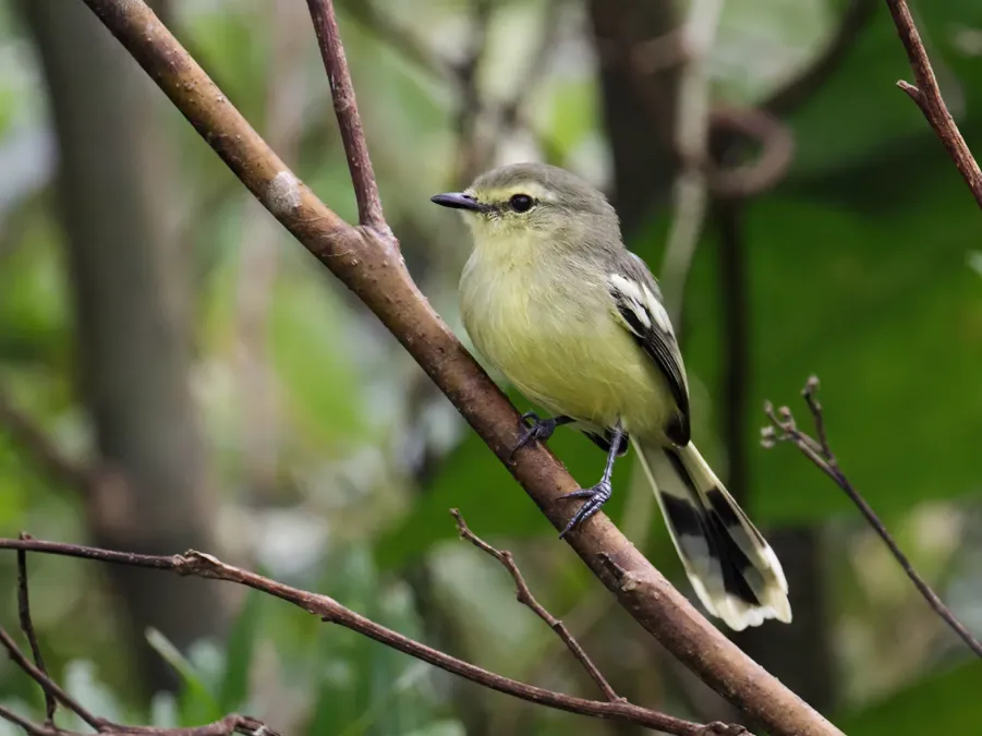 File:Stigmatura napensis - Lesser Wagtail-Tyrant (cropped).jpg