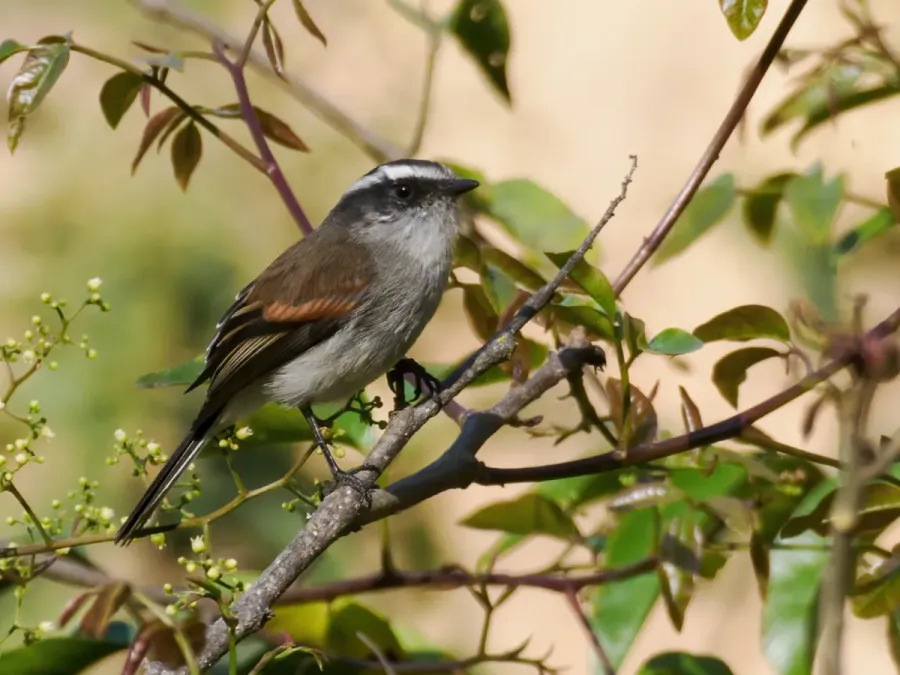 File:Ochthoeca piurae - Piura Chat-Tyrant (cropped).jpg