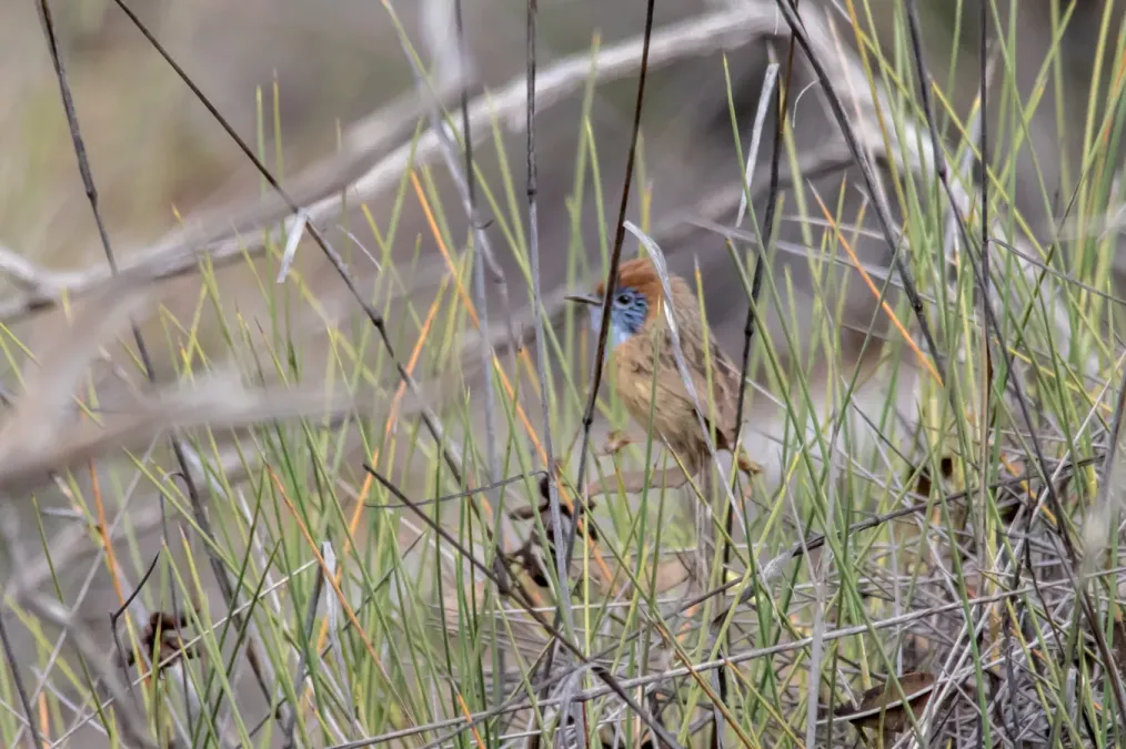 File:Stipiturus mallee 49639905.jpg