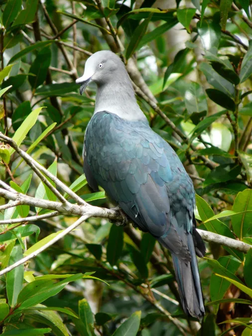 File:Ducula galeata Nuku Hiva.jpg