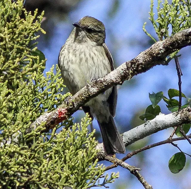 File:Hispaniolan Pewee (Contopus hispaniolensis) (8082792240) (cropped).jpg