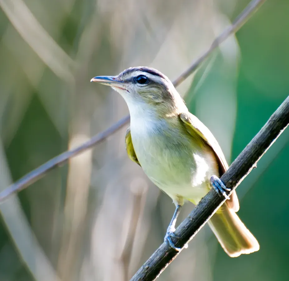 File:Vireo chivi, Vale do Ribeira, Registro, Sao Paolo, Brasil.jpg