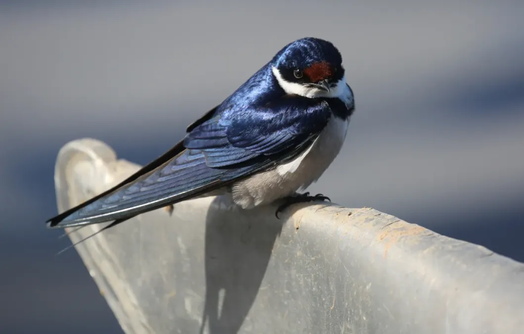 File:White-throated swallow (Hirundo albigularis), De Hoop (51445707495).jpg