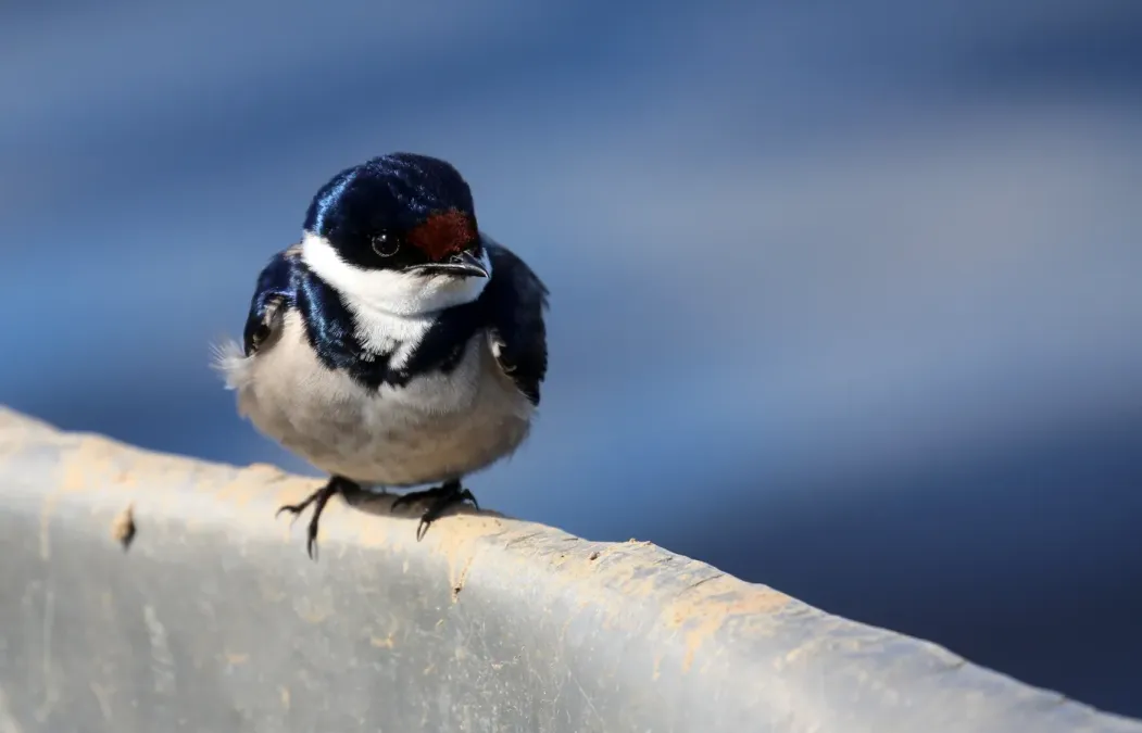 File:White-throated swallow (Hirundo albigularis), De Hoop (51445707770).jpg