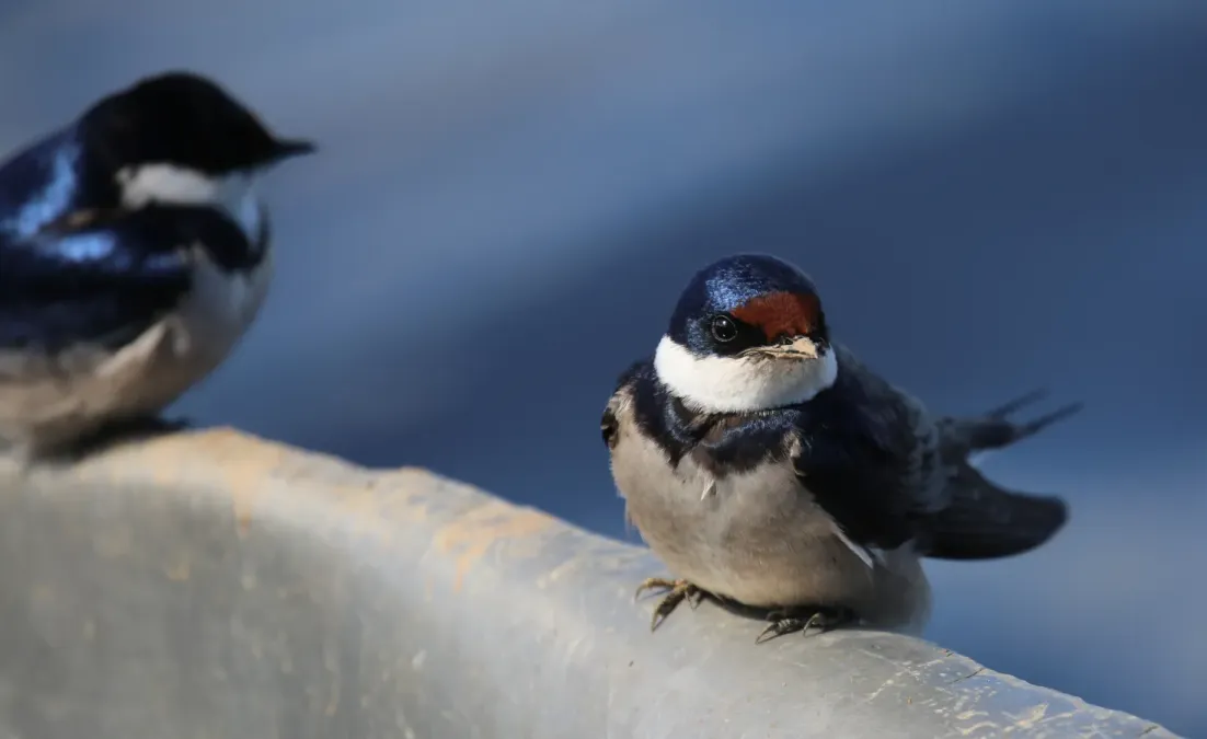 File:White-throated swallow (Hirundo albigularis), De Hoop (51445487174).jpg