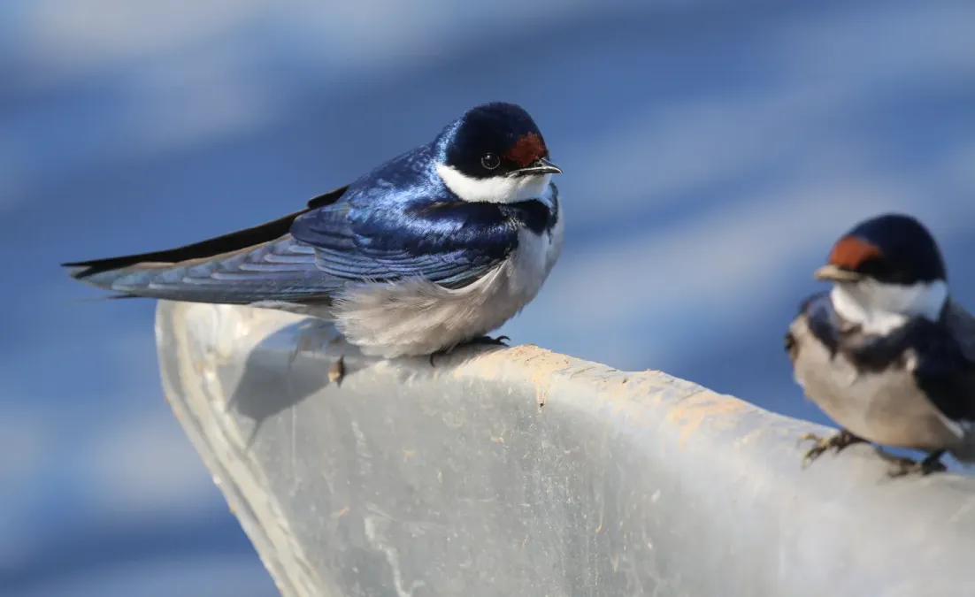 File:White-throated swallow (Hirundo albigularis), De Hoop (51445707805).jpg