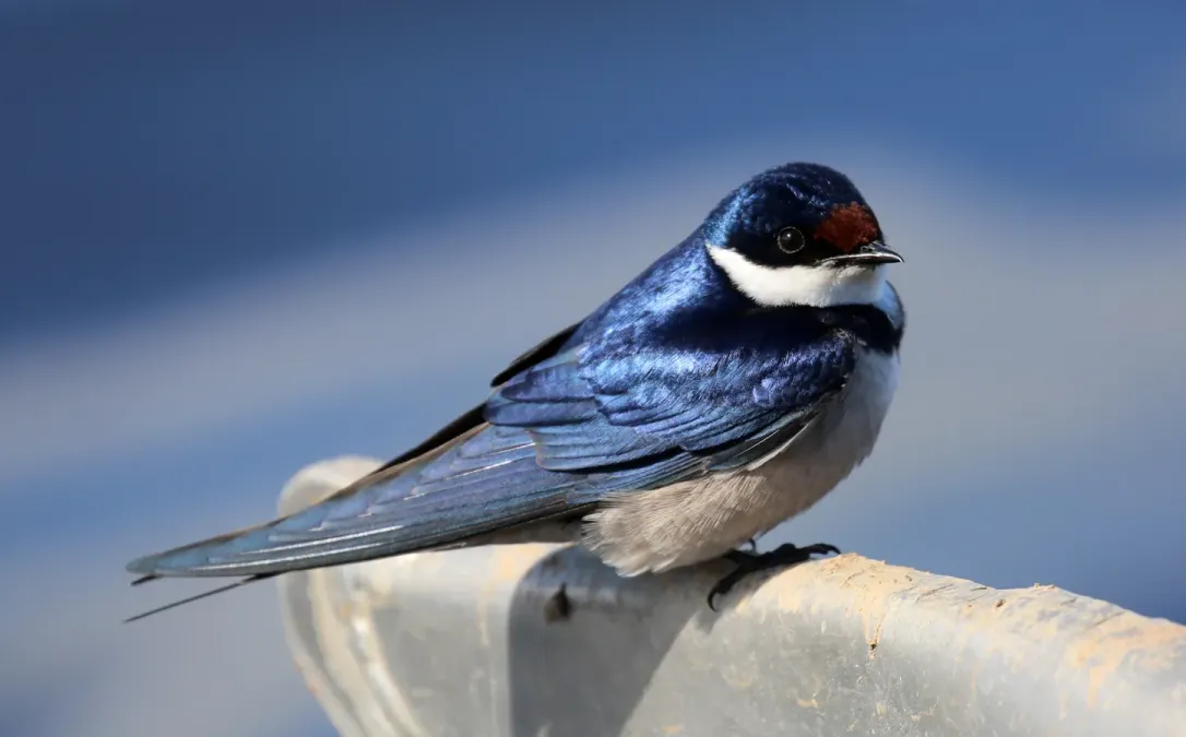 File:White-throated swallow (Hirundo albigularis), De Hoop (51445707695).jpg