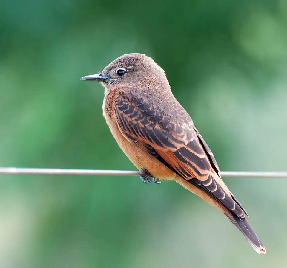 File:Hirundinea ferruginea -Piraju, Sao Paulo, Brasil-8.jpg