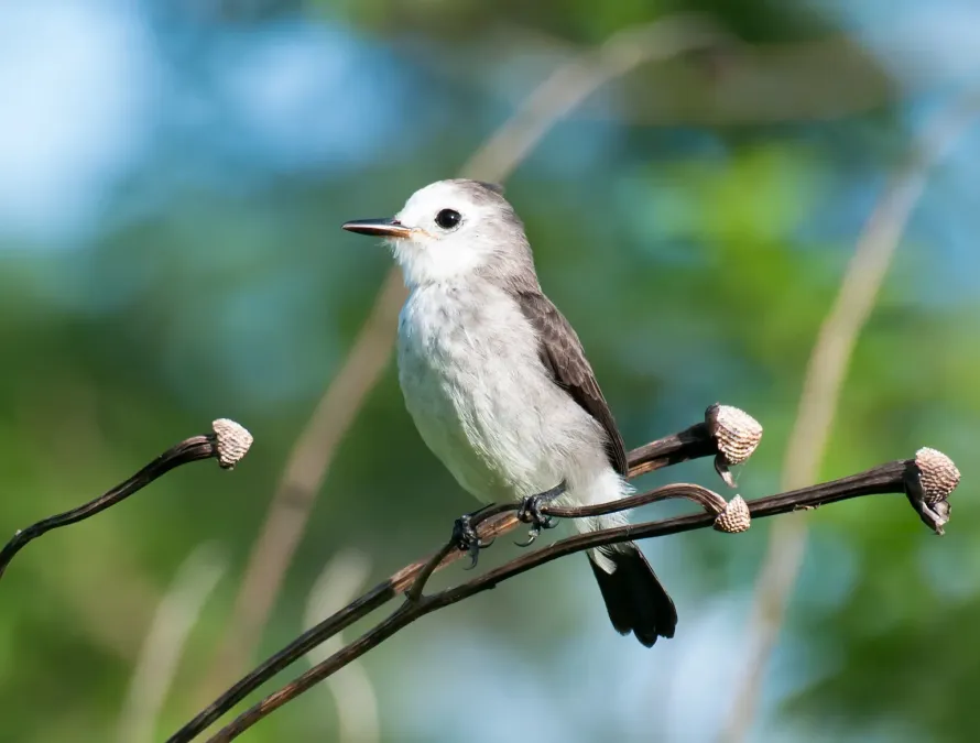 File:Arundinicola leucocephala -Piraju, Sao Paulo, Brasil -female-8.jpg