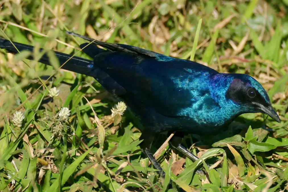 File:Burchell's Starling (Lamprotornis australis) (52133999661).jpg