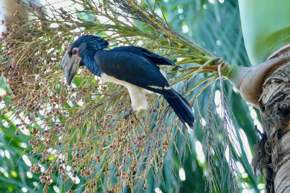 File:Trumpeter Hornbill (Bycanistes bucinator) female eating palm fruit ... (52511886461).jpg