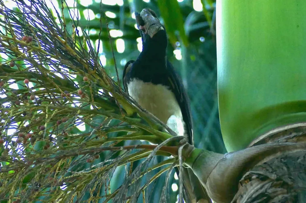File:Trumpeter Hornbill (Bycanistes bucinator) female ... (52510982577).jpg
