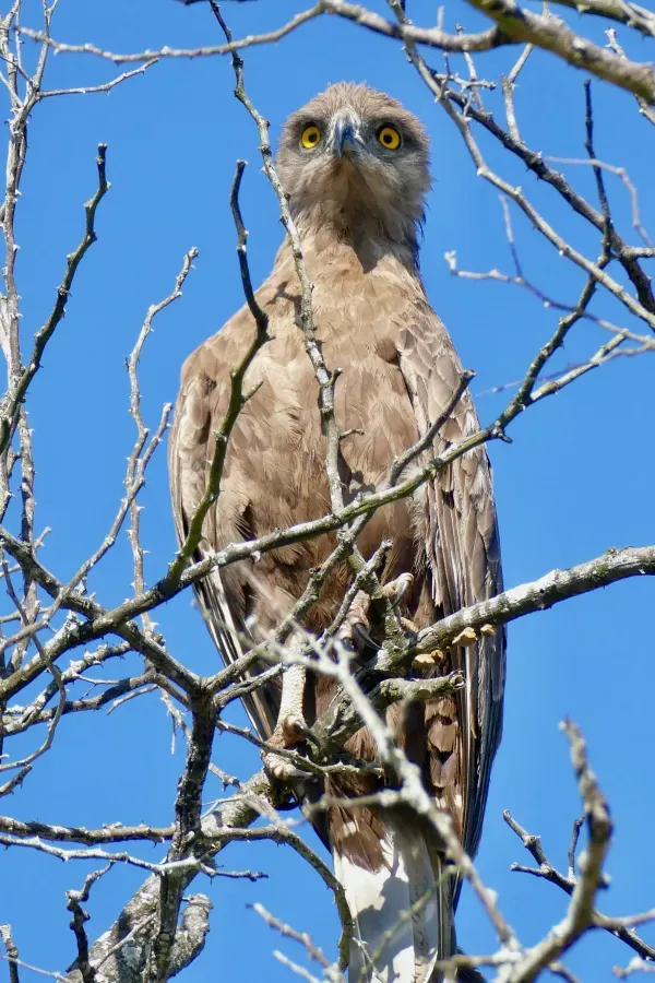 File:Brown Snake-Eagle (Circaetus cinereus) (52131003912).jpg
