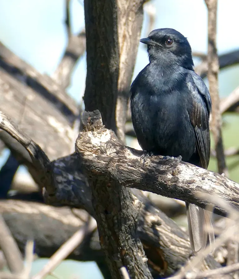 File:Southern Black-Flycatcher (Melaenornis pammelaina) (52508922732).jpg
