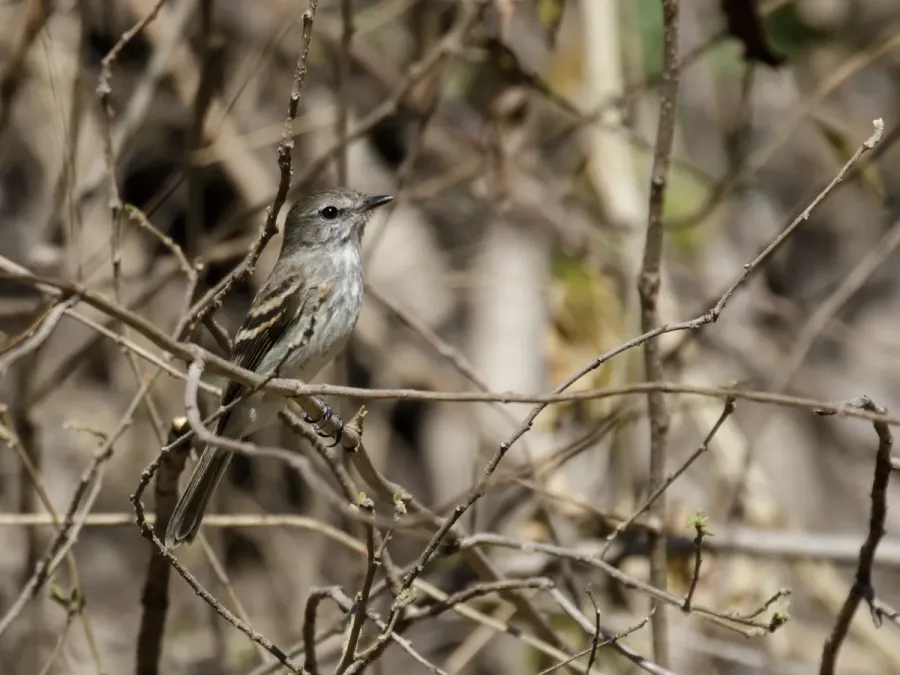 File:Myiophobus crypterythrus - Mouse-gray Flycatcher.jpg