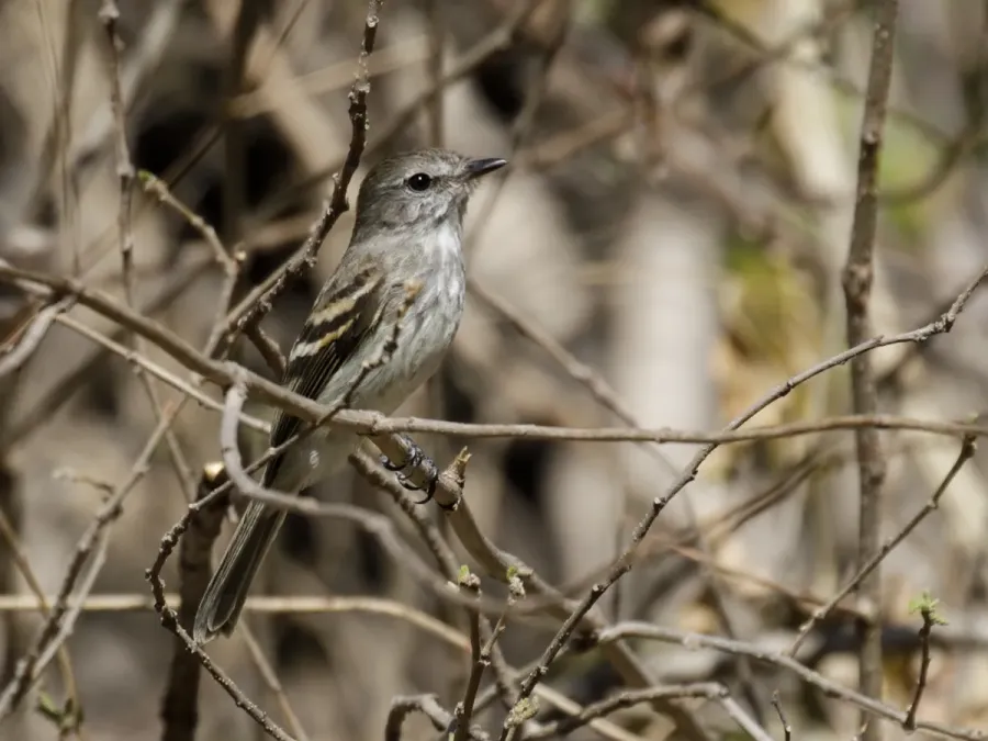 File:Myiophobus crypterythrus - Mouse-gray Flycatcher (cropped).jpg