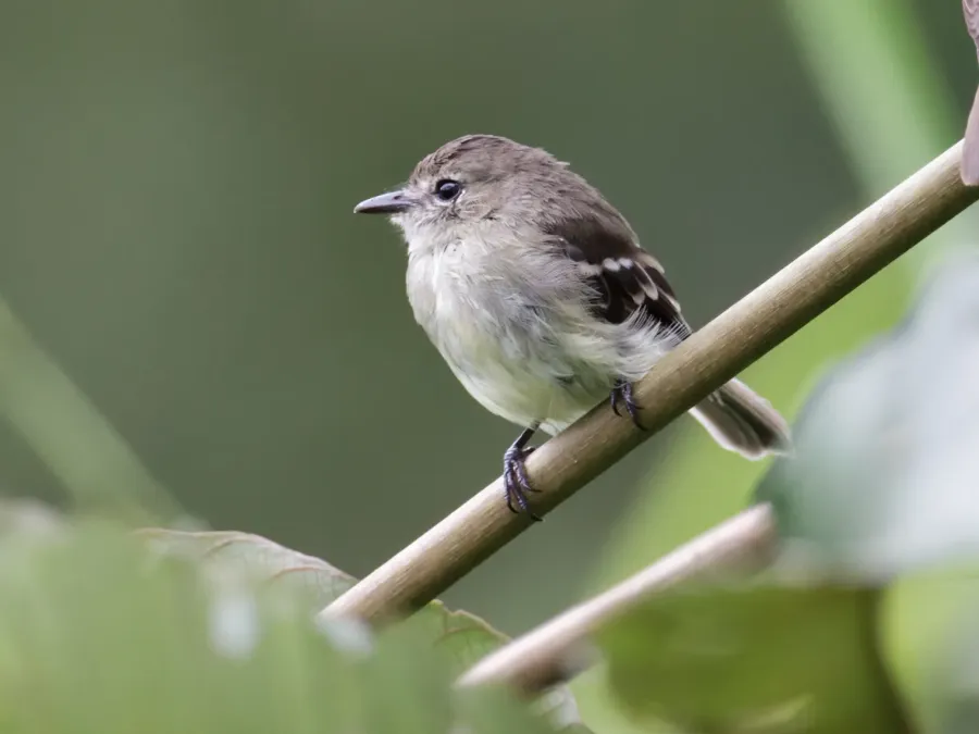 File:Myiophobus cryptoxanthus - Olive-chested Flycatcher (cropped).jpg
