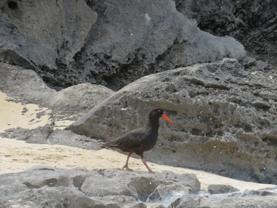 File:Sooty oystercatcher (Haematopus fuliginosus) on Penguin Island, November 2022 01.jpg