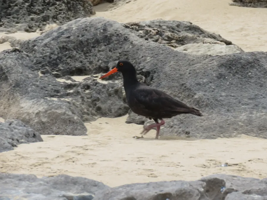 File:Sooty oystercatcher (Haematopus fuliginosus) on Penguin Island, November 2022 04.jpg