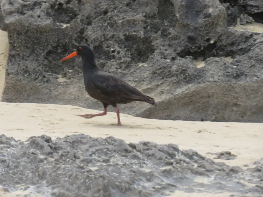File:Sooty oystercatcher (Haematopus fuliginosus) on Penguin Island, November 2022 05.jpg