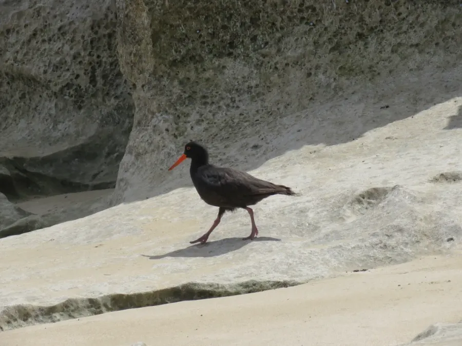File:Sooty oystercatcher (Haematopus fuliginosus) on Penguin Island, November 2022 12.jpg