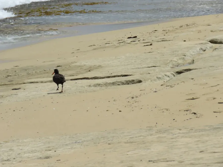 File:Sooty oystercatcher (Haematopus fuliginosus) on Penguin Island, November 2022 15.jpg