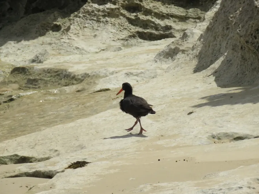 File:Sooty oystercatcher (Haematopus fuliginosus) on Penguin Island, November 2022 13.jpg