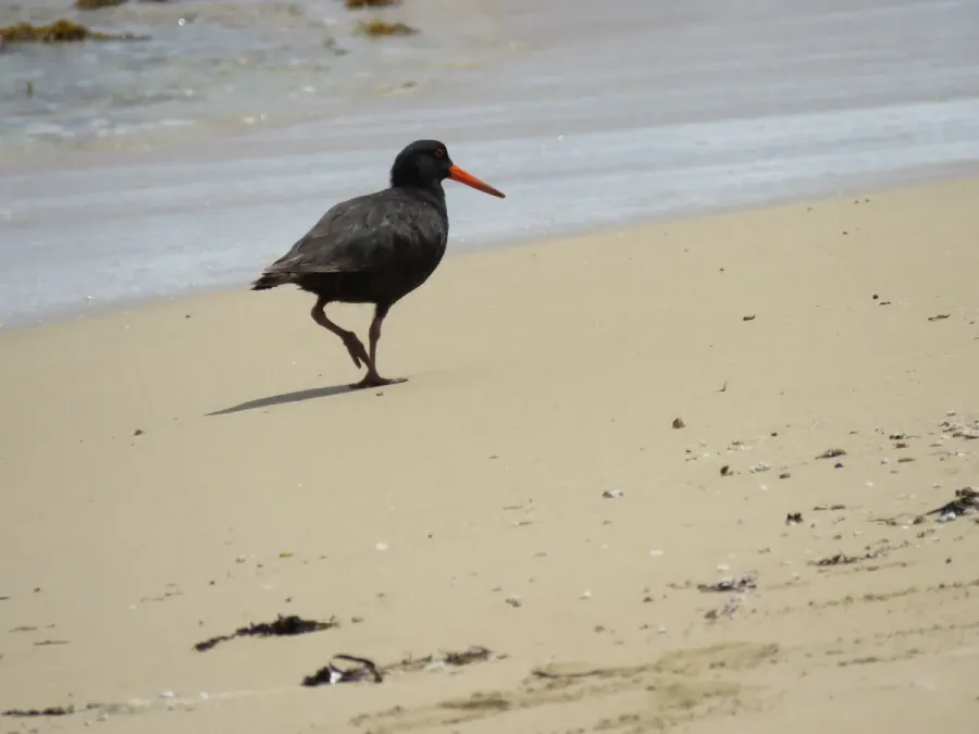 File:Sooty oystercatcher (Haematopus fuliginosus) on Penguin Island, November 2022 18.jpg