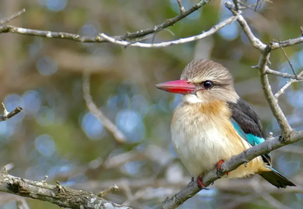 File:Brown-hooded Kingfisher (Halcyon albiventris) (52516321036).jpg