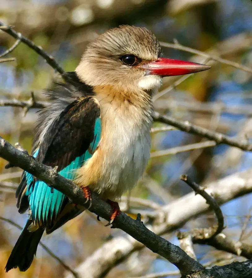 File:Brown-hooded Kingfisher (Halcyon albiventris) (52136383185).jpg