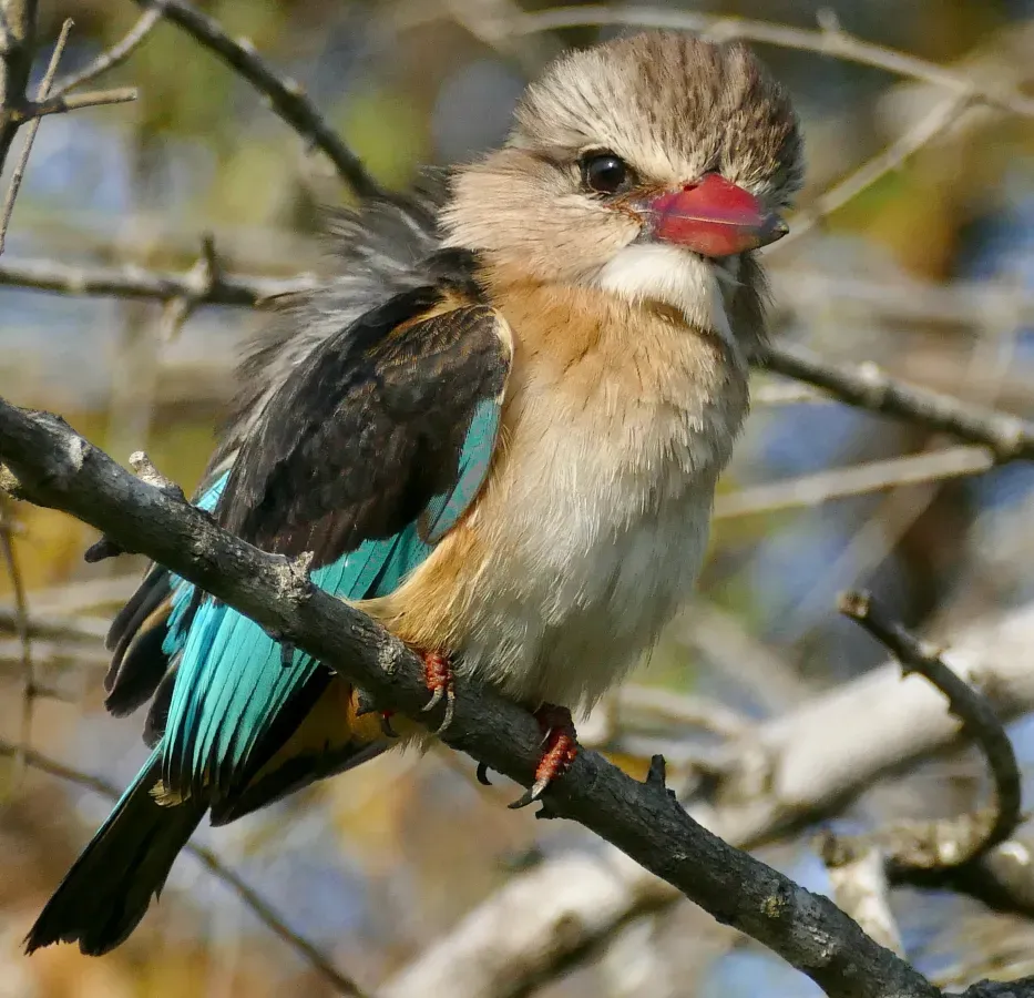 File:Brown-hooded Kingfisher (Halcyon albiventris) (52516323601).jpg