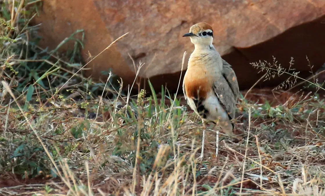 File:Temminck's courser (Cursorius temminckii), Madikwe (52185326392).jpg