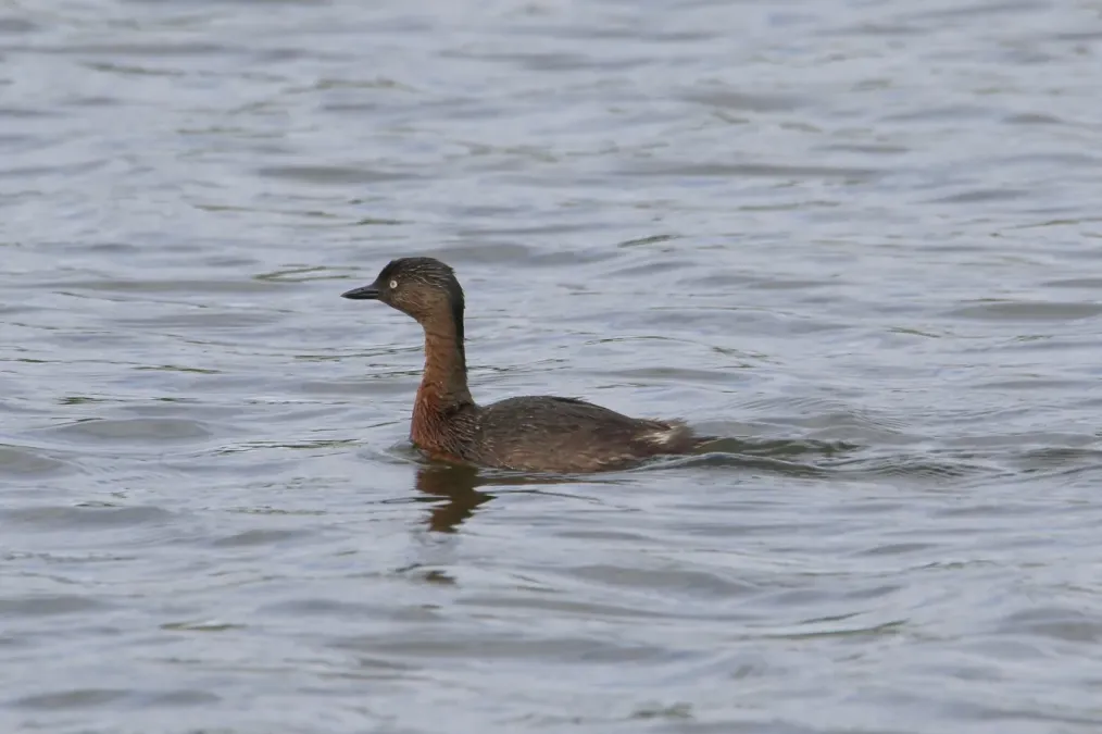 File:Poliocephalus rufopectus 133974975.jpg