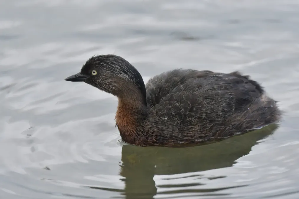 File:Poliocephalus rufopectus 107058002.jpg