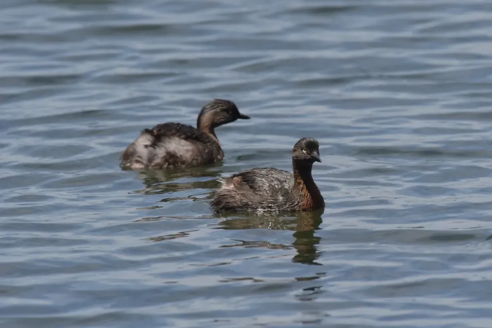 File:Poliocephalus rufopectus 107641207.jpg