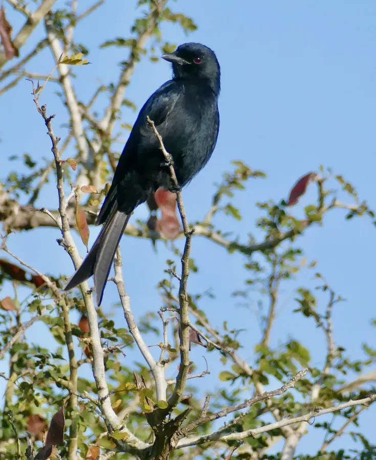File:Fork-tailed Drongo (Dicrurus adsimilis) (52526031160).jpg