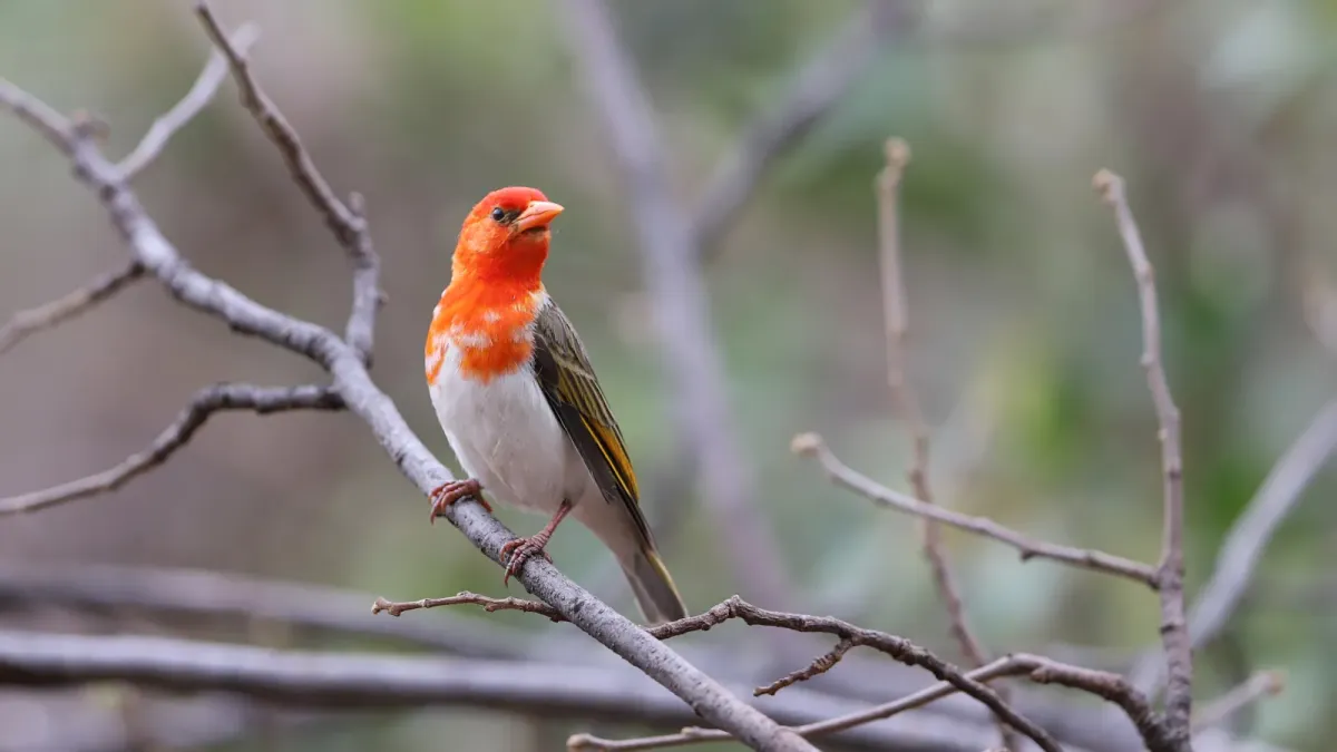 File:Red-headed weaver, Anaplectes rubriceps, at Loodswaai Game Reser - 50471363098.jpg