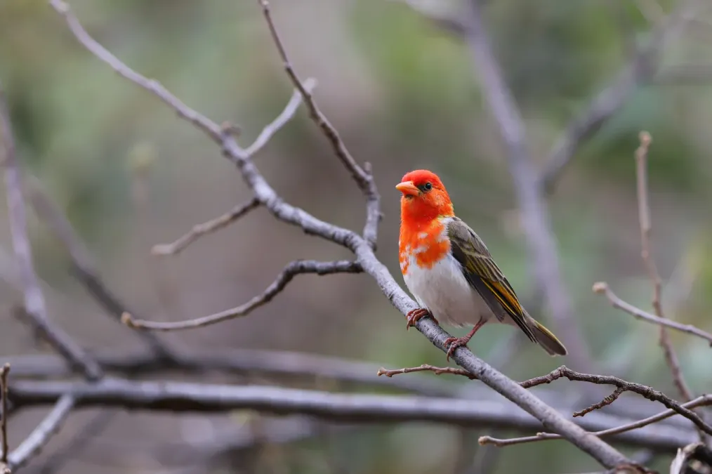 File:Red-headed weaver, Anaplectes rubriceps, at Loodswaai Game Reser - 50471362623.jpg