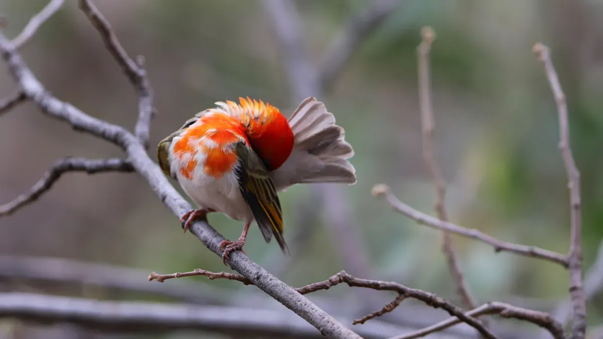 File:Red-headed weaver, Anaplectes rubriceps, at Loodswaai Game Reser - 50472062926.jpg