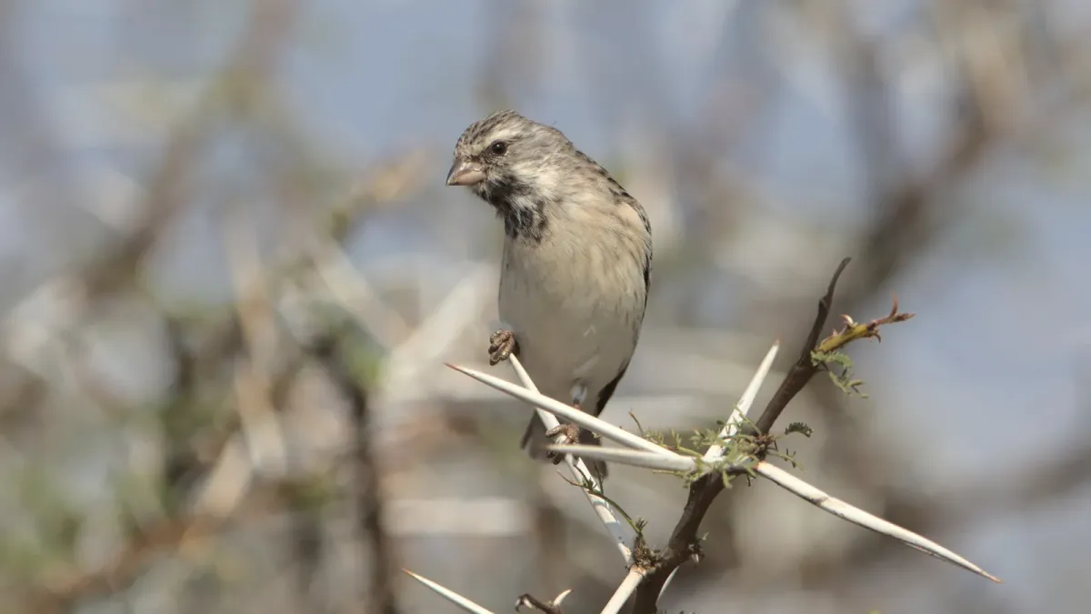 File:Black-throated canary, Crithagra atrogularis, at Loodswaai, Gauteng, South Africa - 50548068626.jpg