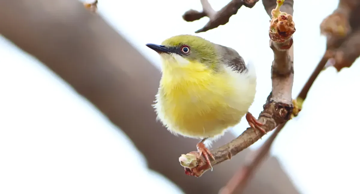 File:Green-capped eremomela, Eremomela scotops, at Loodswaai, Gauteng, South Africa. - 50548291571.jpg