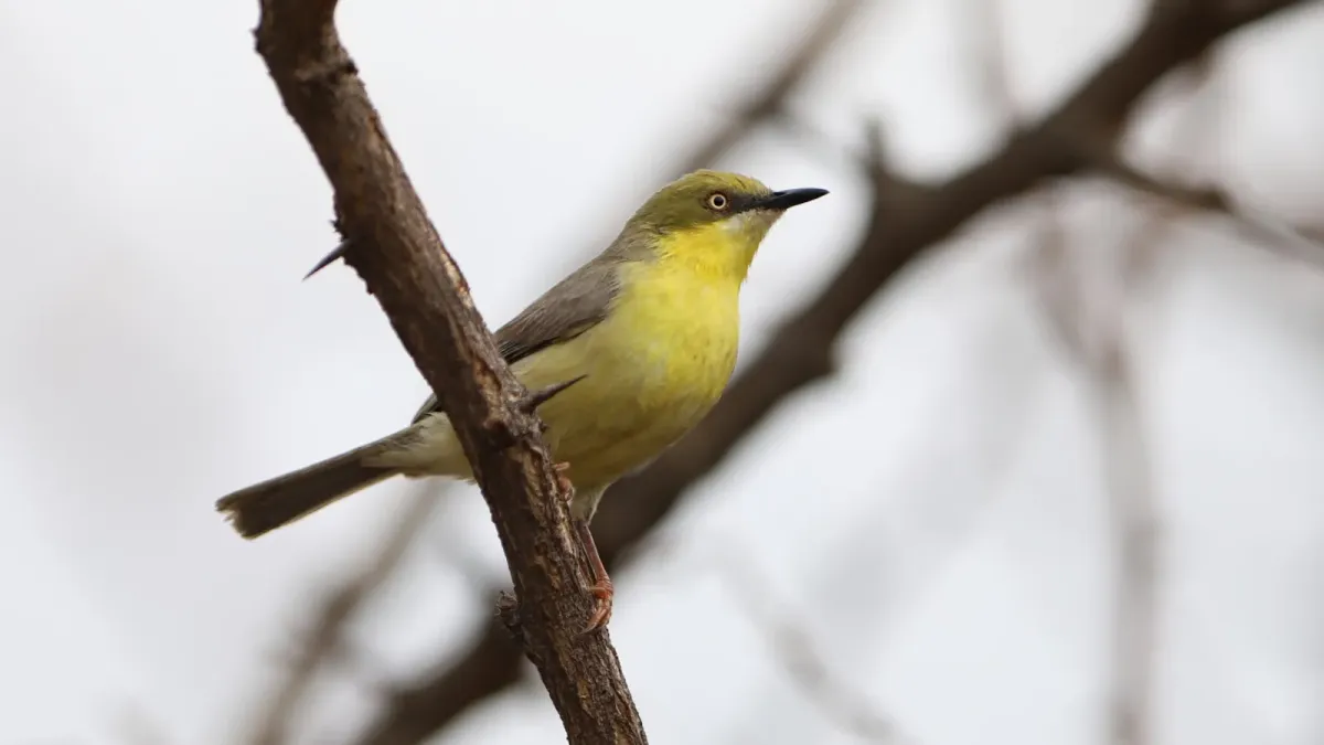 File:Green-capped eremomela, Eremomela scotops, at Loodswaai, Gauteng, South Africa. - 50548424737.jpg
