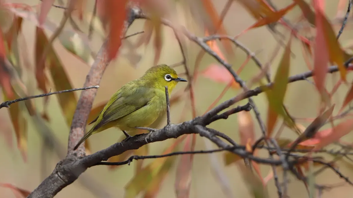 File:Cape White-eye, Zosterops pallidus, at Loodswaai Game Reserve, Gauteng, South Africa.jpg