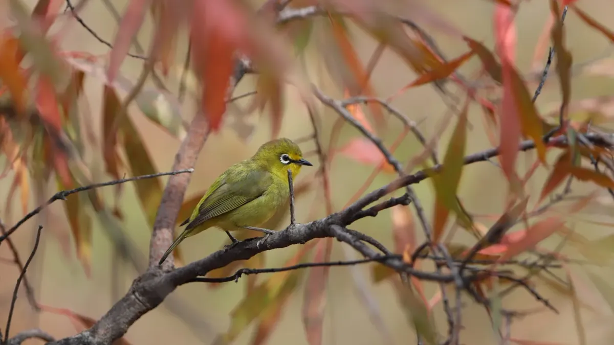 File:Cape White-eye, Zosterops pallidus, at Loodswaai Game Reserve, Gauteng, South Africa - 50558341088.jpg