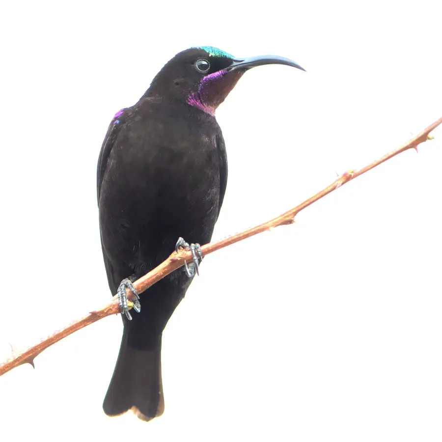 File:Amethyst sunbird, Chalcomitra amethystina, male at Loodswaai, Gauteng, South Africa. - 50613935926.jpg