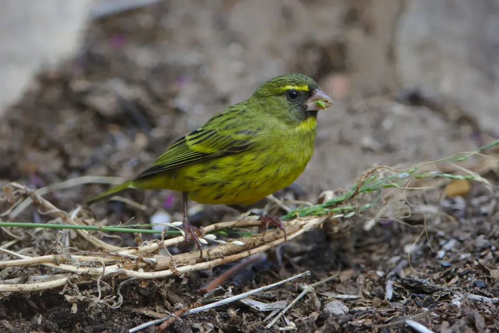 File:Forest canary, Crithagra scotops, male at Kirstenbosch.jpg